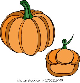 Vektorzeichnung von Kürbissen. Die Natur. Skizze, Illustration.