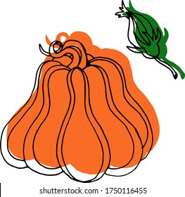 Vector drawing of pumpkins. Nature. Sketch, illustration.