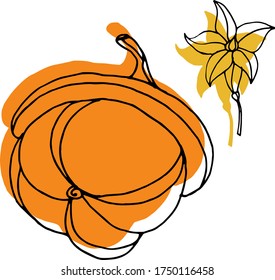 Vector drawing of pumpkins. Nature. Sketch, illustration.