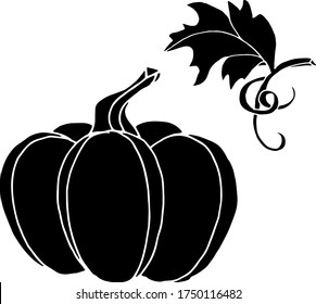 Vector drawing of pumpkins. Nature. Sketch, illustration.