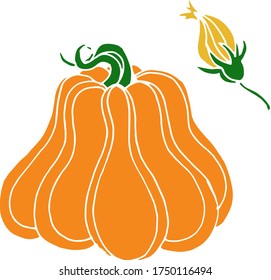 Vector drawing of pumpkins. Nature. Sketch, illustration.