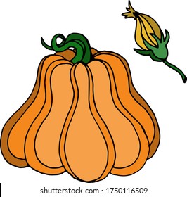 Vector drawing of pumpkins. Nature. Sketch, illustration.