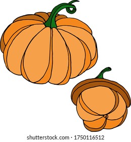 Vector drawing of pumpkins. Nature. Sketch, illustration.