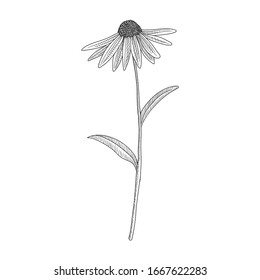 vector drawing purple coneflower , Echinacea purpurea , hand drawn illustration