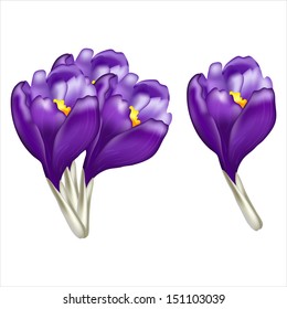 vector drawing of purple crocus, single flower bouquet from three pieces