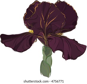 Vector drawing of a Purple Iris.