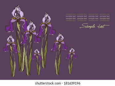 Vector drawing of purple irises 
