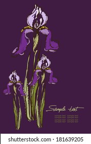 Vector drawing of purple irises 