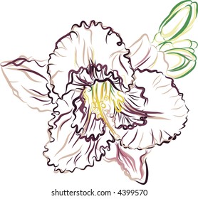 Vector drawing of a Purple Lily