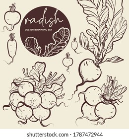 Vector drawing Radish set. Sketch illustration. Simple print drawn by lines. Vector illustration of Radish clove, Radish bulb in simple style. Fresh farm food. Radish logo, print.