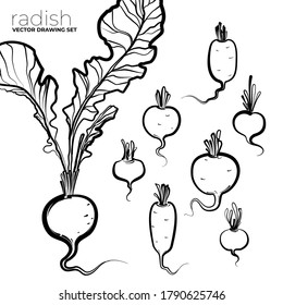 Vector drawing Radish set. Sketch illustration. Simple print drawn by lines. Vector illustration of Radish clove, Radish bulb in simple style. Fresh farm food. Radish logo, print.