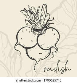 Dibujo vectorial Radish. Dibujo ilustrativo. Impresión simple dibujada por líneas. Ilustración vectorial del clavo de Radish, bombilla de Radish de estilo simple. Cocina de granja fresca. Logo de Radish, impreso.