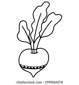Vector drawing Radish. Sketch illustration. Simple print drawn by lines. Vector illustration of Radish clove, Radish bulb in simple style. Fresh farm food. Radish logo, print.