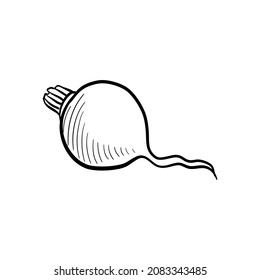 vector drawing radish, sketch of vegetable isolated at white background,hand drawn illustration