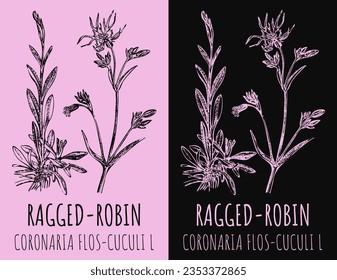 Vector drawing RAGGED-ROBIN. Hand drawn illustration. The Latin name is CORONARIA FLOS-CUCULI L.
