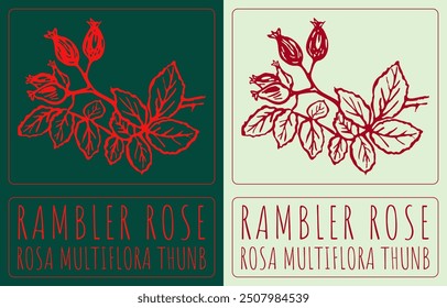 Vector drawing RAMBLER ROSE. Hand drawn illustration. Latin name is ROSA MULTIFLORA THUNB.
