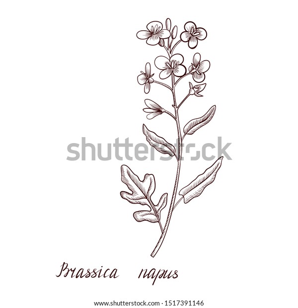 vector drawing rapeseed plant ,brassica\
napus, hand drawn\
illustration