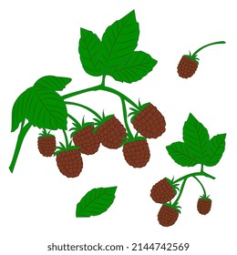 vector drawing of raspberry elements for decoration and design