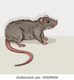 Vector drawing of a  Rat easy to edit layers and groups no effects used. Easy to isolate objects.