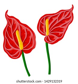 vector drawing red Anthurium flowers isolated at white background, hand drawn illustration