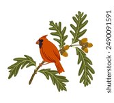 vector drawing red bird and tree branch with acorns and green leaves, hand drawn northern cardinal at bur oak, isolated nature design element