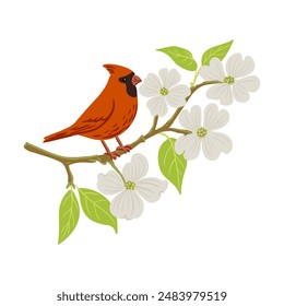 vector drawing red bird and tree branch with flowers and green leaves, hand drawn northern cardinal at flowering dogwood, isolated nature design element