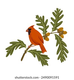 vector drawing red bird and tree branch with acorns and green leaves, hand drawn northern cardinal at bur oak, isolated nature design element