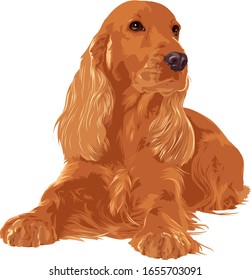 Vector drawing of red english cocker spaniel laying on white background