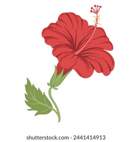 vector drawing red hibiscus flower with green leaf isolated at white background, hand drawn illustration