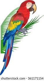 Vector drawing of Red parrot macaw. 