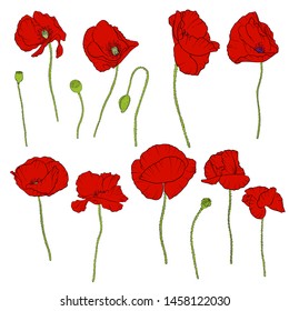 vector drawing red poppy flowers, set of floral elements, hand drawn illustration