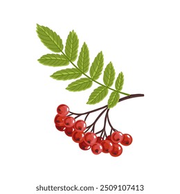 desenho do vetor bagas vermelhas de rowan com folha verde isolado no fundo branco, desenhado à mão ilustração