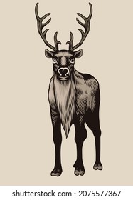 Vector Drawing of Reindeer standing