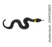 vector drawing ringed snake isolated at white background, hand drawn illustration