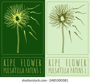 Vector drawing RIPE  FLOWER. Hand drawn illustration. The Latin name is PULSATILLA PATENS L.
