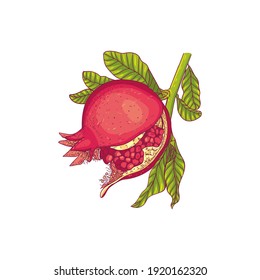 Dibujo vectorial de una fruta madura granada en una rama. Dibujo botánico, impreso.