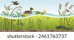 vector drawing river water, plants and duck, wood club-rush, yellow waterlily, wels catfish and birds, underwater life, hand drawn illustration