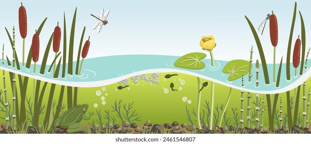 vector drawing river water, plants and frog, lesser bulrush, rough horsetail , yellow waterlily and dragonflies, underwater life, hand drawn illustration