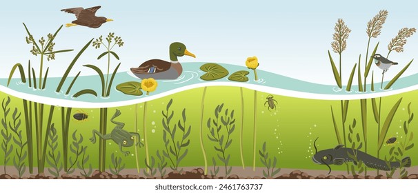 Vector dibujando agua del río, plantas y pato, palo de madera-rush, lirio acuático amarillo, pozos siluro y aves, vida submarina, ilustración dibujada a mano