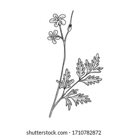 vector drawing Robert geranium, Geranium robertianum, hand drawn illustration