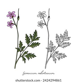 vector drawing Robert geranium, Geranium robertianum, hand drawn illustration