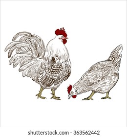 Vector drawing of a rooster and a hen. Vector chicken breeding hand drawn set. Engraved Chicken, Roster illustrations. Rural natural bird farming. Poultry business.