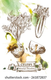 Vector Drawing Of Root And Leaves Celery Which Located On The Watercolor Background