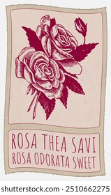 Vector drawing ROSA THEA SAVI. Hand drawn illustration. Latin name is ROSA ODORATA SWEET.
