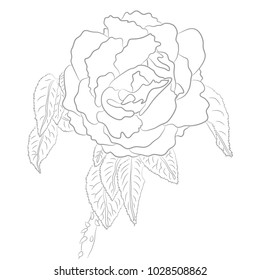 Vector Drawing of Rose for Coloring Book. Illustration of Flower in Grey Contours.  Monochrome Flower
