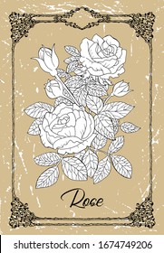 Vector drawing of Rose flower on texture background. Vintage botanical illustration with floral element and nature object in frame, line art graphic drawing. See my full collection of plants.