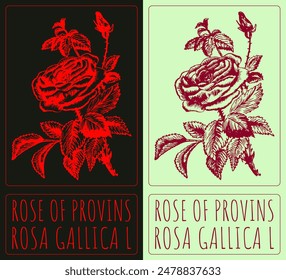 Vector drawing ROSE OF PROVINS. Hand drawn illustration. The Latin name is ROSA GALLICA L.
