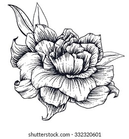 Vector drawing of a rose, a simple line drawing, isolated object