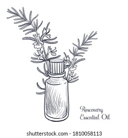 vector drawing rosemary essential oil, rosmarinus officinalis, hand drawn illustration