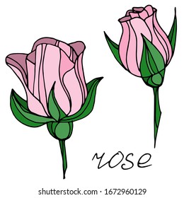 Rosas de dibujo vectorial. Flor de rosa decorativa. 